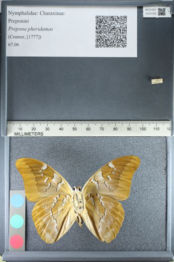 Media type: image;   Entomology 161352